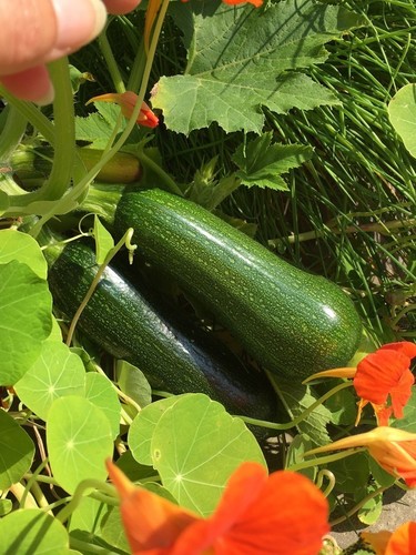 2 neue Zucchini resized 2