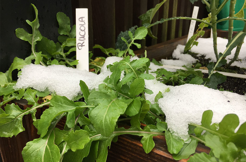 Der Geniale Gemüsegarten kennt keine Winterpause