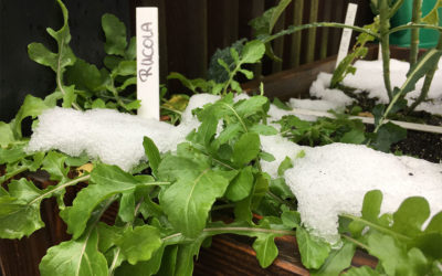 Der Geniale Gemüsegarten kennt keine Winterpause