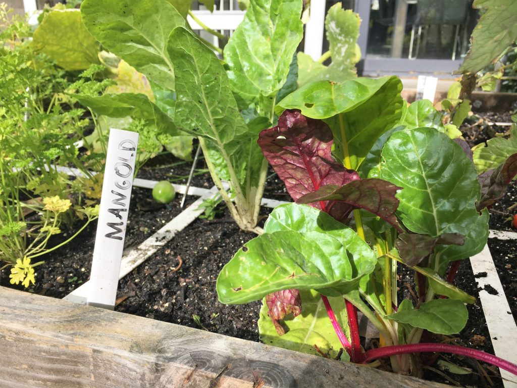 Oktober Monat der Herbsternte! der Geniale Gemüsegarten
