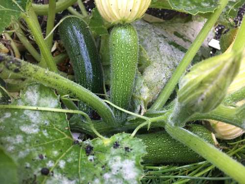Mehltau Zucchini Ende Oktober_resized