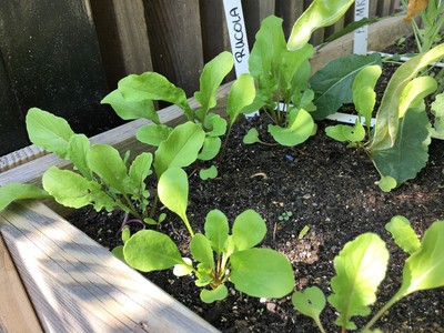 Rucola der Geniale Gemüsegarten