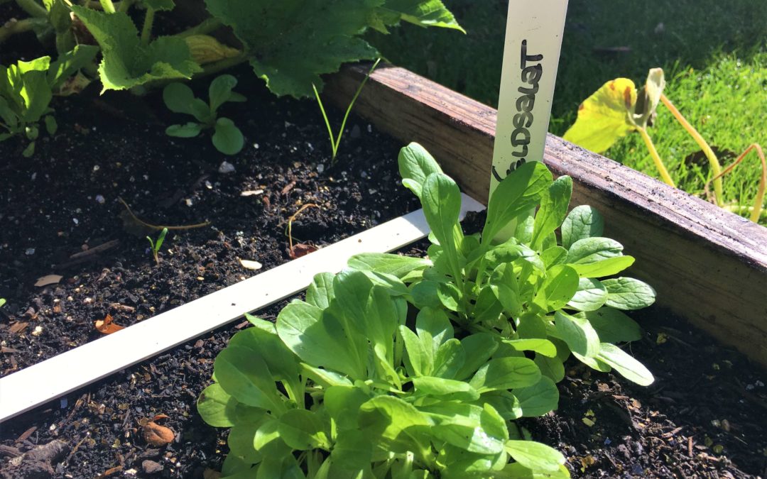 Feldsalat:  ideal für Frühjahr und Herbst