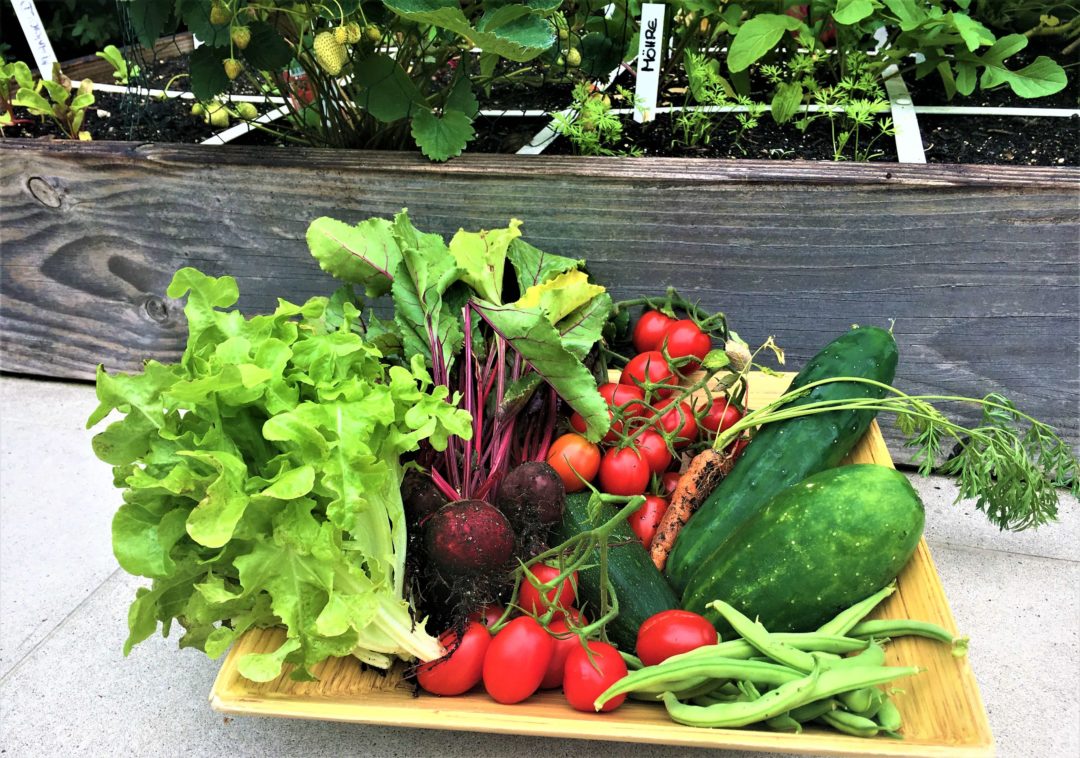 Geniales Gärtnern rund ums Jahr der Geniale Gemüsegarten
