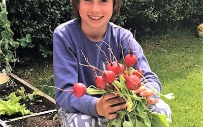 Riesenradieschen – das Ernteerlebnis für die ganze Familie