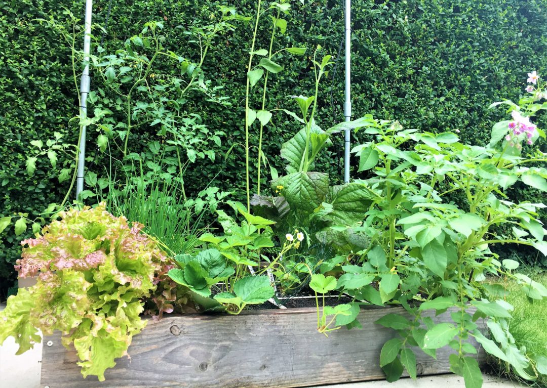 Geniales Gärtnern rund ums Jahr der Geniale Gemüsegarten