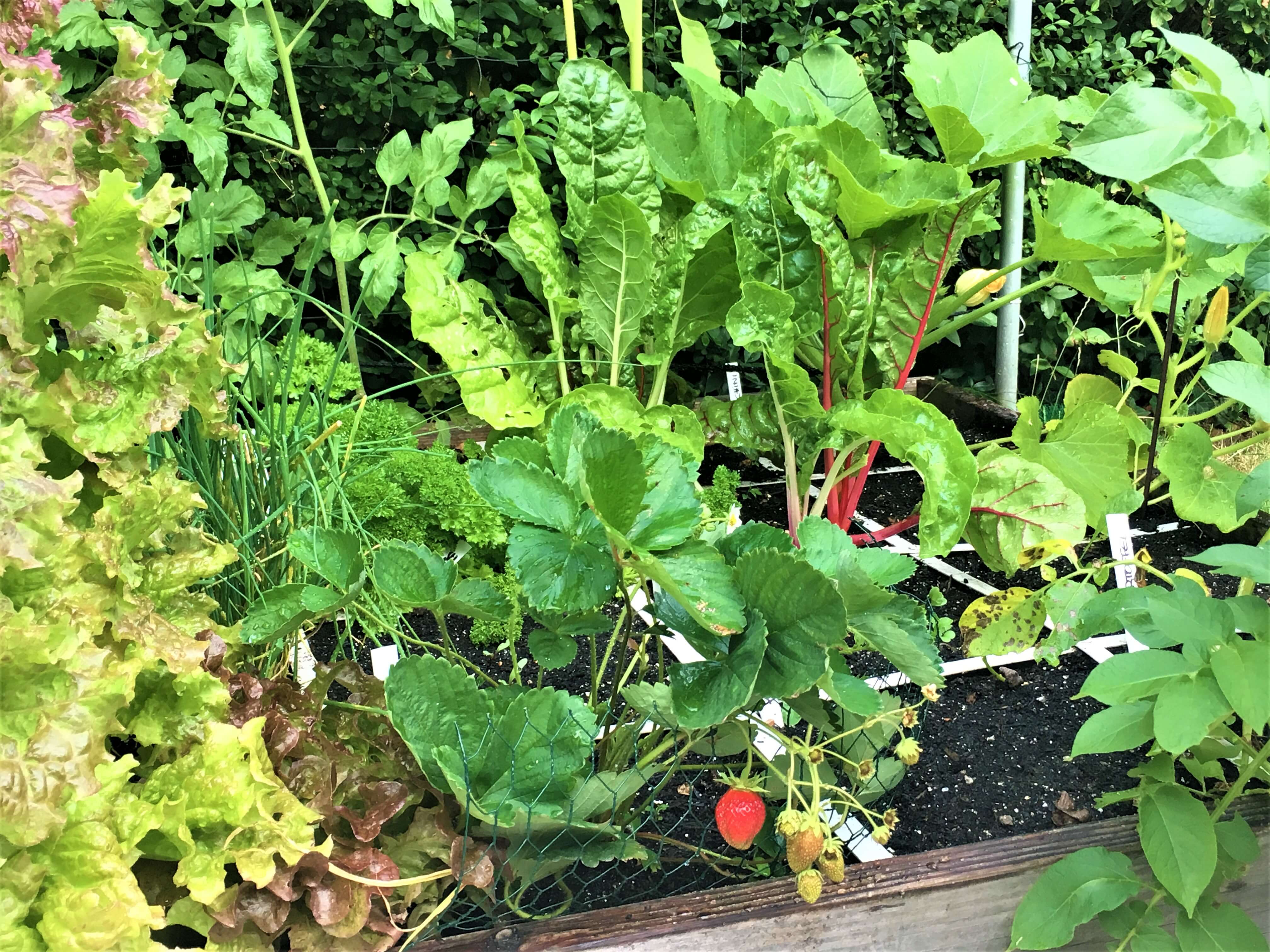 Geniales Gärtnern rund ums Jahr der Geniale Gemüsegarten