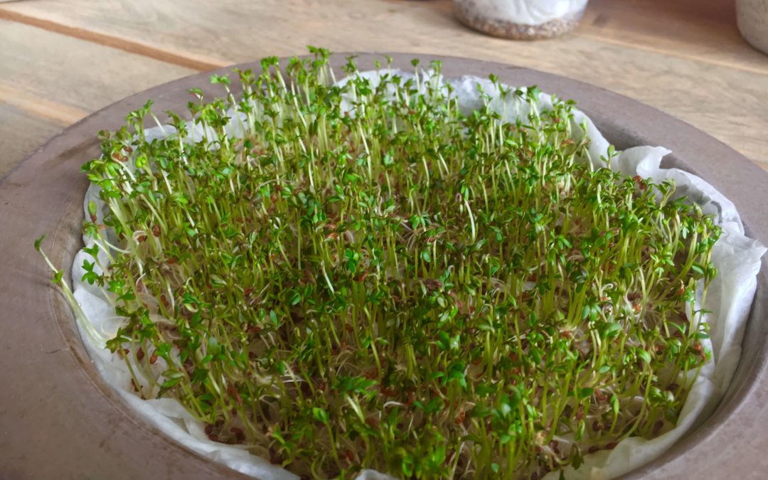 Microgreens – Vitaminbomben von der Fensterbank