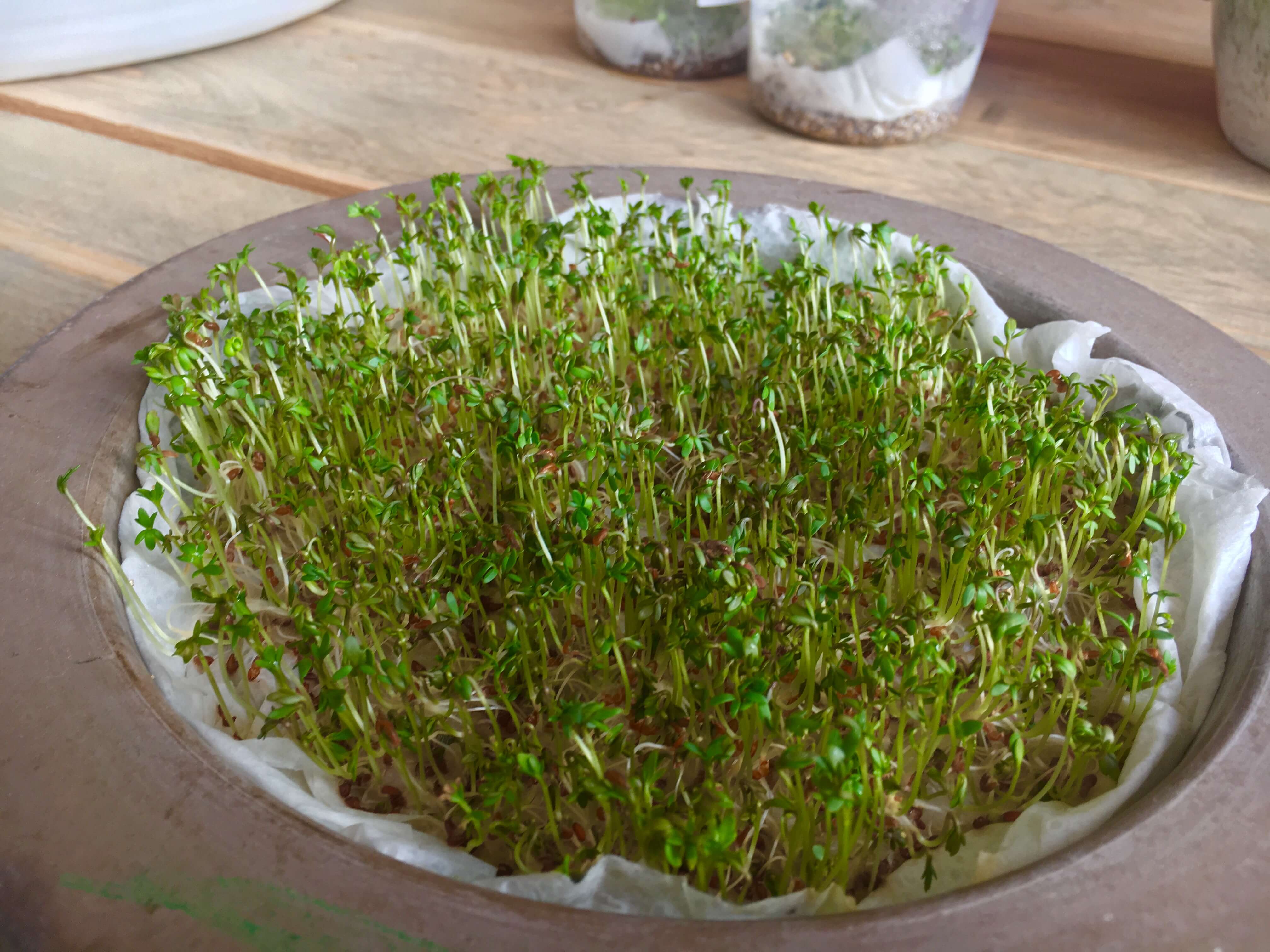 Microgreens Vitaminbomben von der Fensterbank der Geniale Gemüsegarten