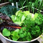 Mach sie grün, deine Smoothies der Geniale Gemüsegarten