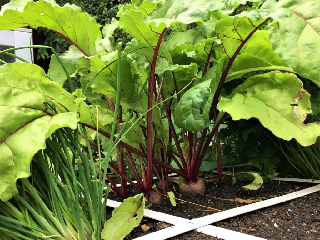 Wurzelgemüse ist sesshaft - der Geniale Gemüsegarten