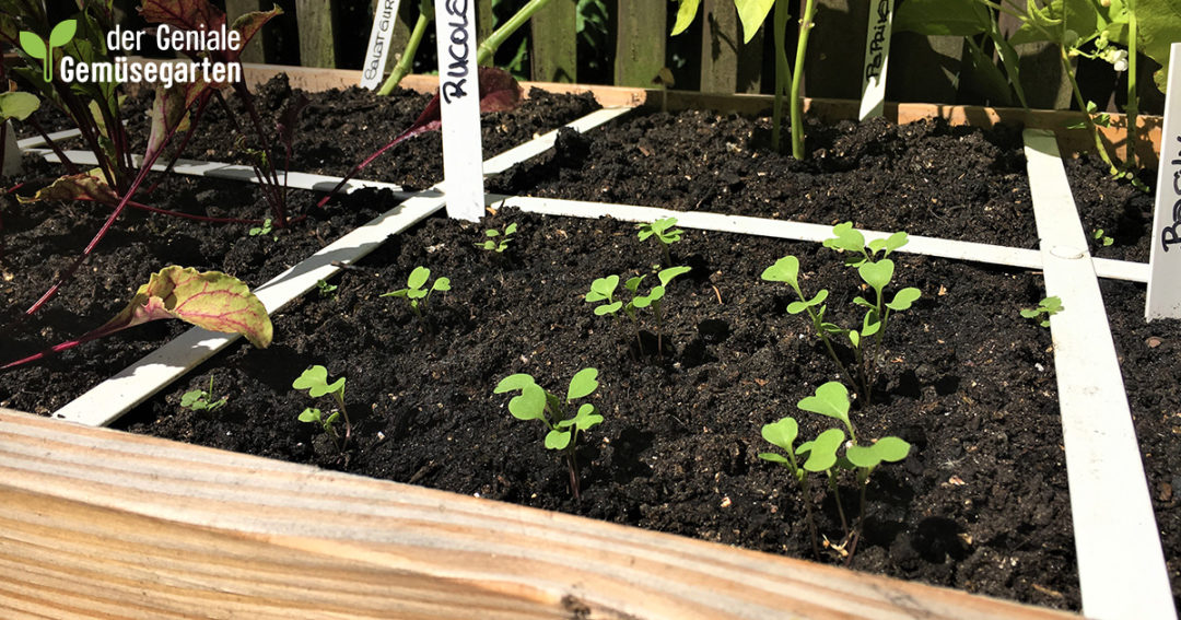 Von Frühling bis Spätherbst das ganze Jahr über frische Rucolablätter