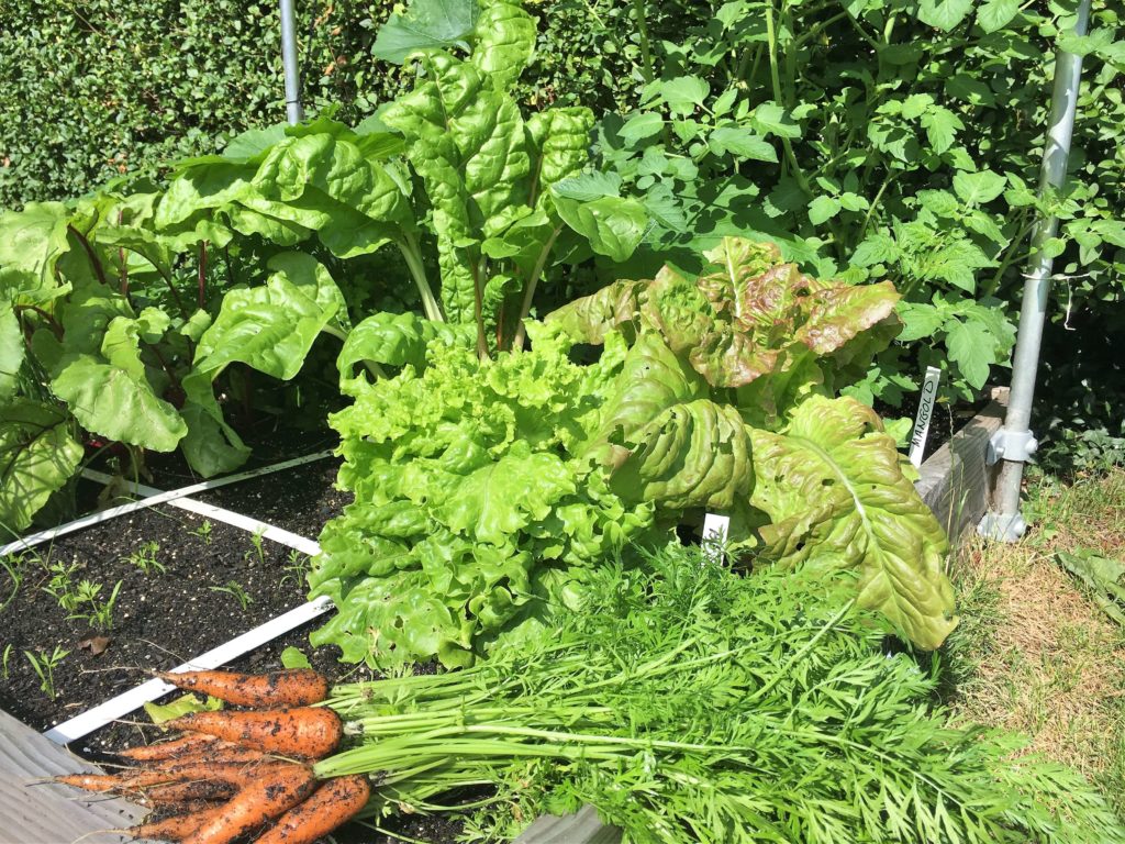 Plan(los) im Gemüsegarten? der Geniale Gemüsegarten