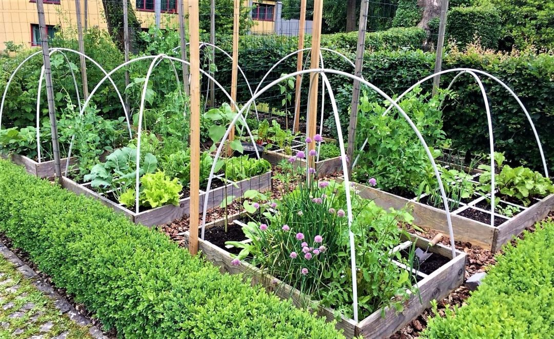 Plan(los) im Gemüsegarten? der Geniale Gemüsegarten