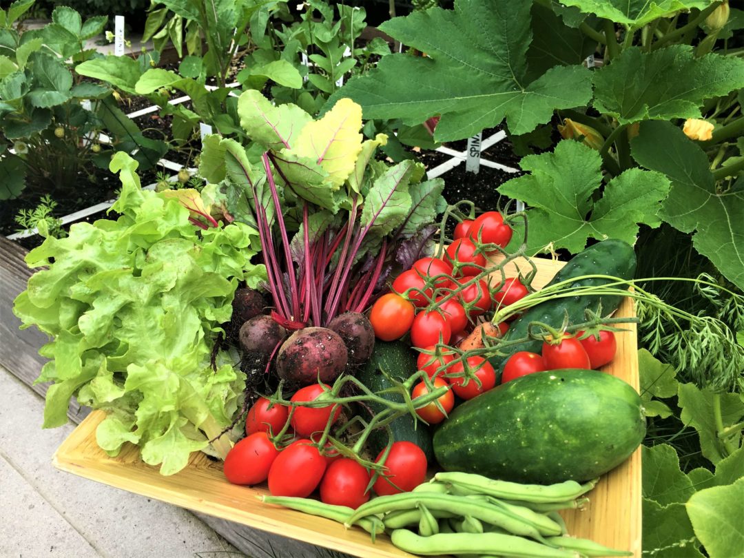 Kirschtomaten Geliebte Diva mit üppiger Ernte der Geniale Gemüsegarten