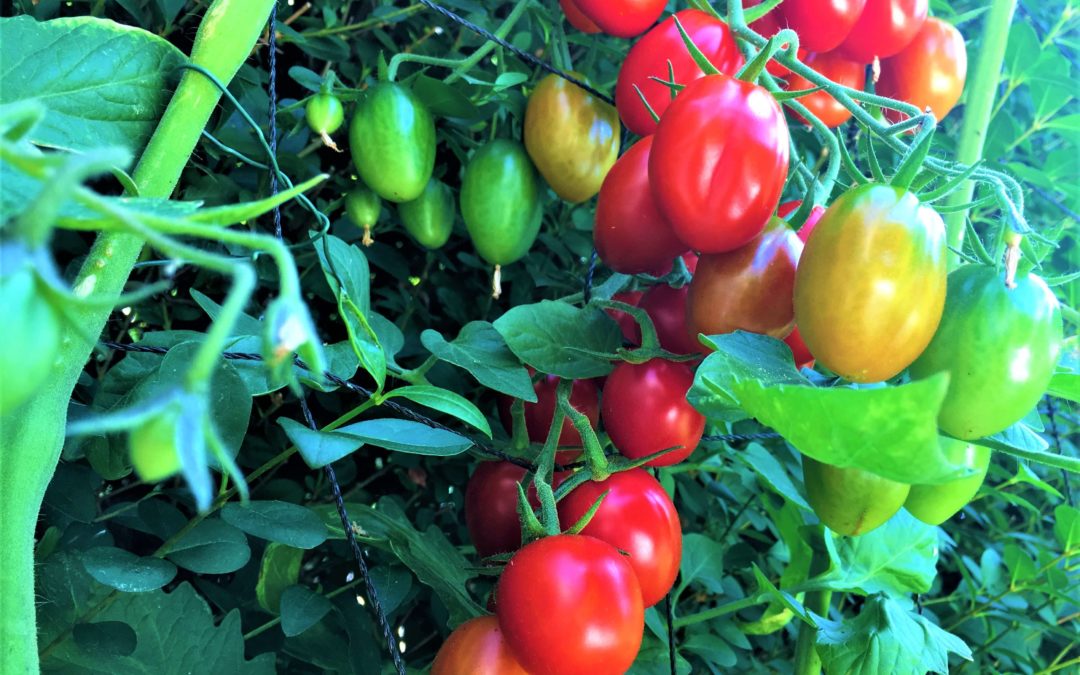 Tomaten Anfang August