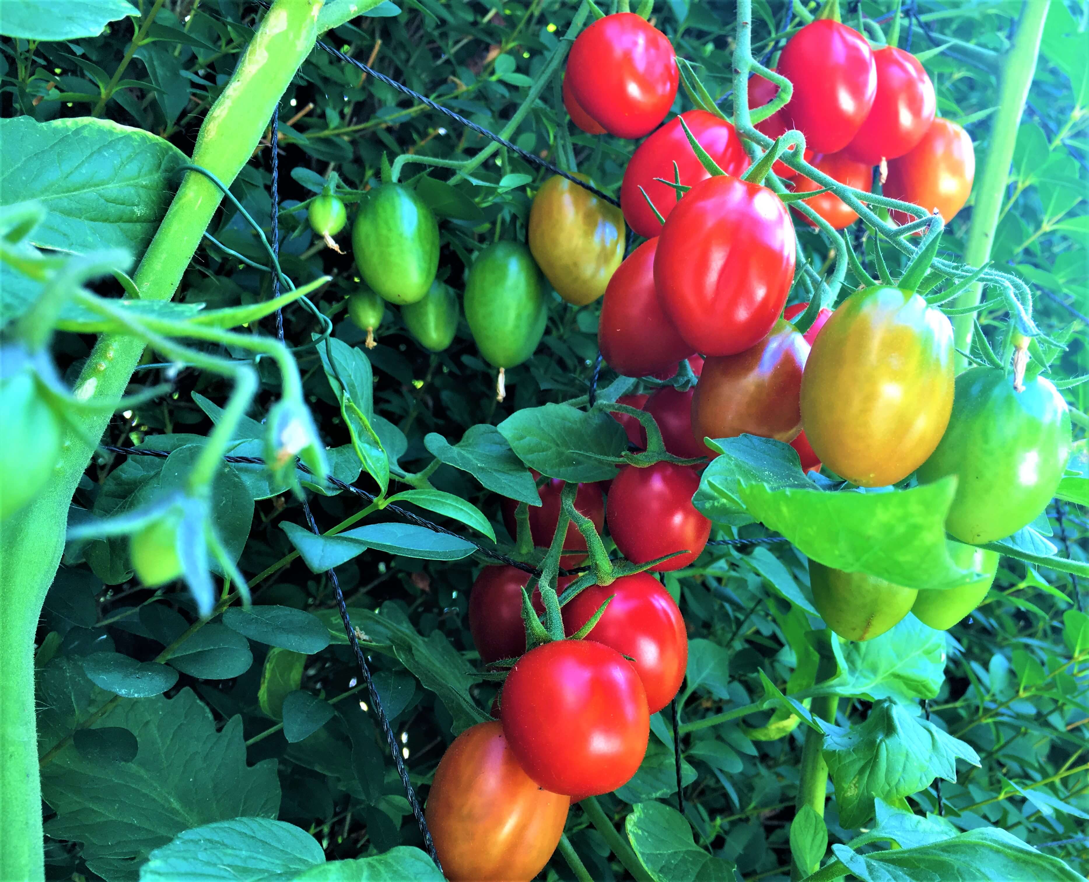 Kirschtomaten Geliebte Diva Mit Uppiger Ernte Der Geniale