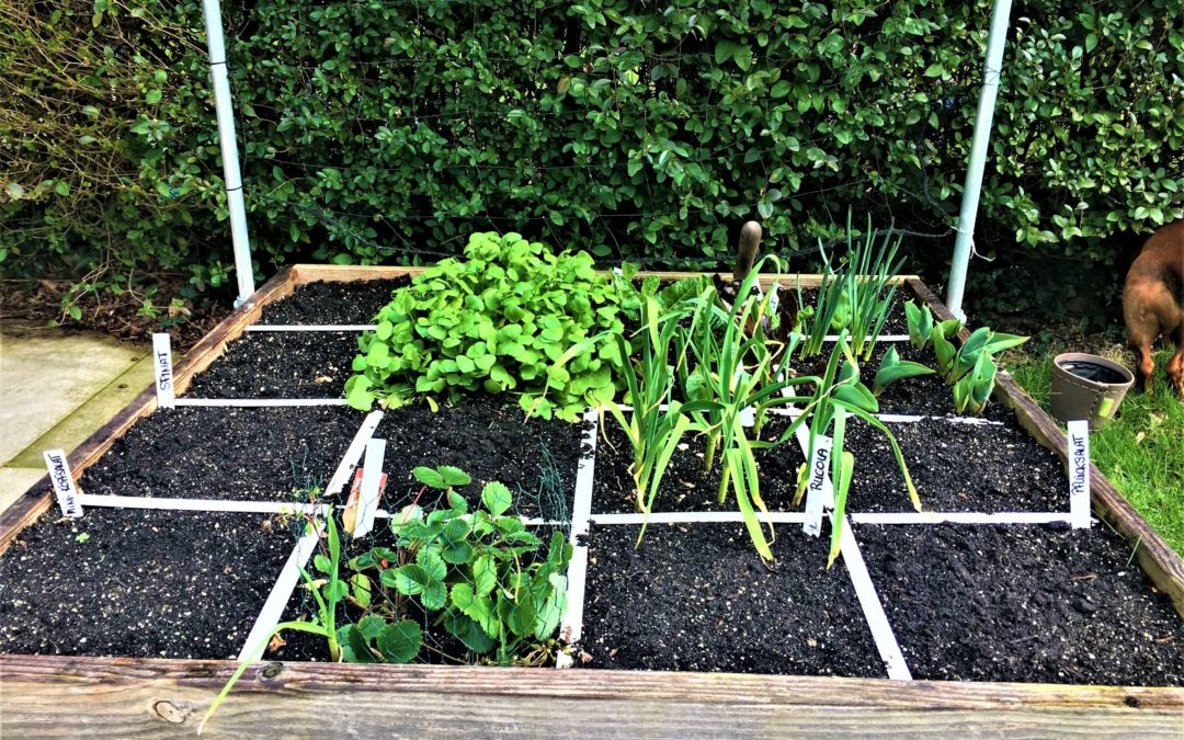 bio saatgut hochbeet Bio Saatgut  Gartenkorn