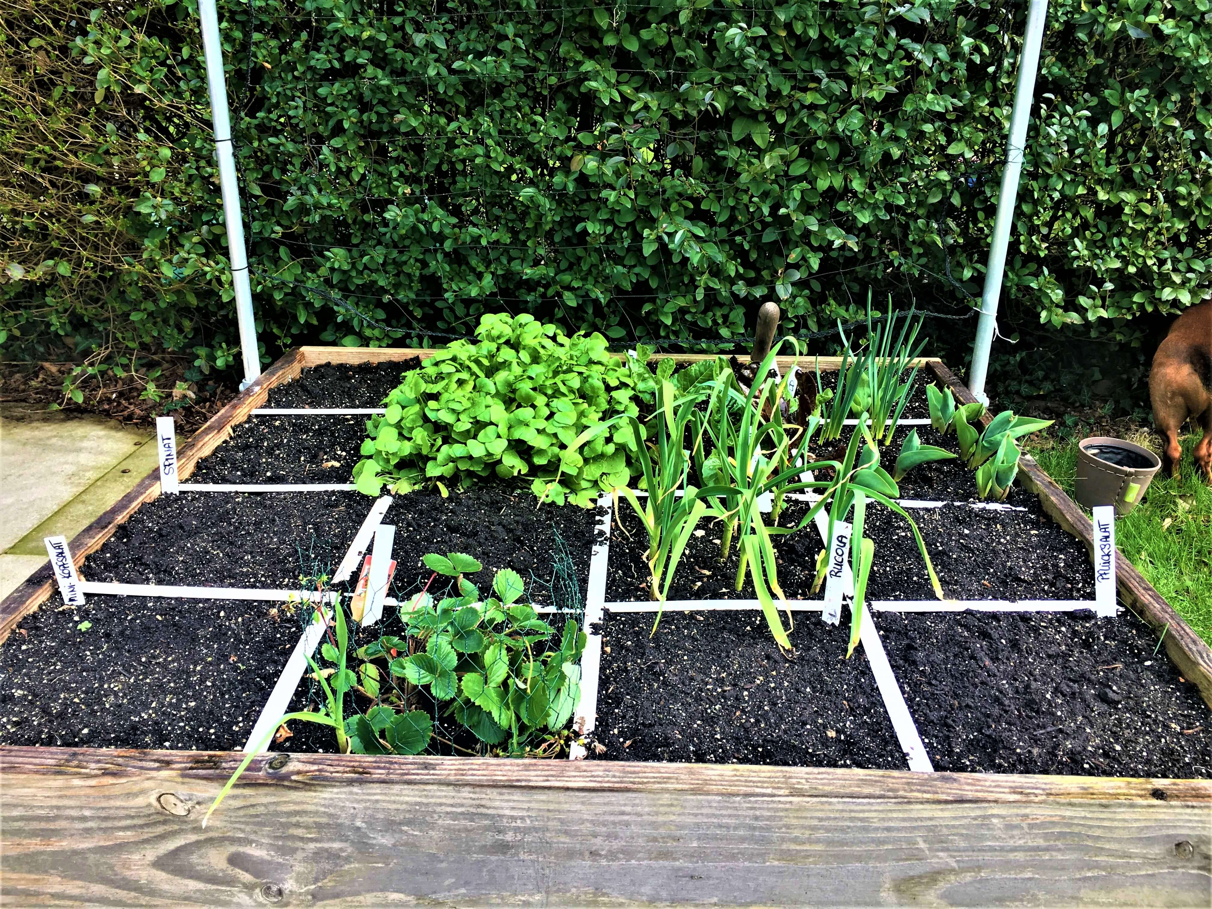 Im Märzen der GGler! der Geniale Gemüsegarten