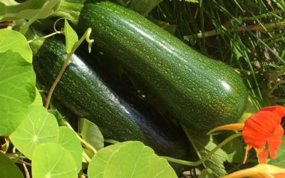 Hochgenuss: Kletterzucchini im Genialen Gemüsegarten