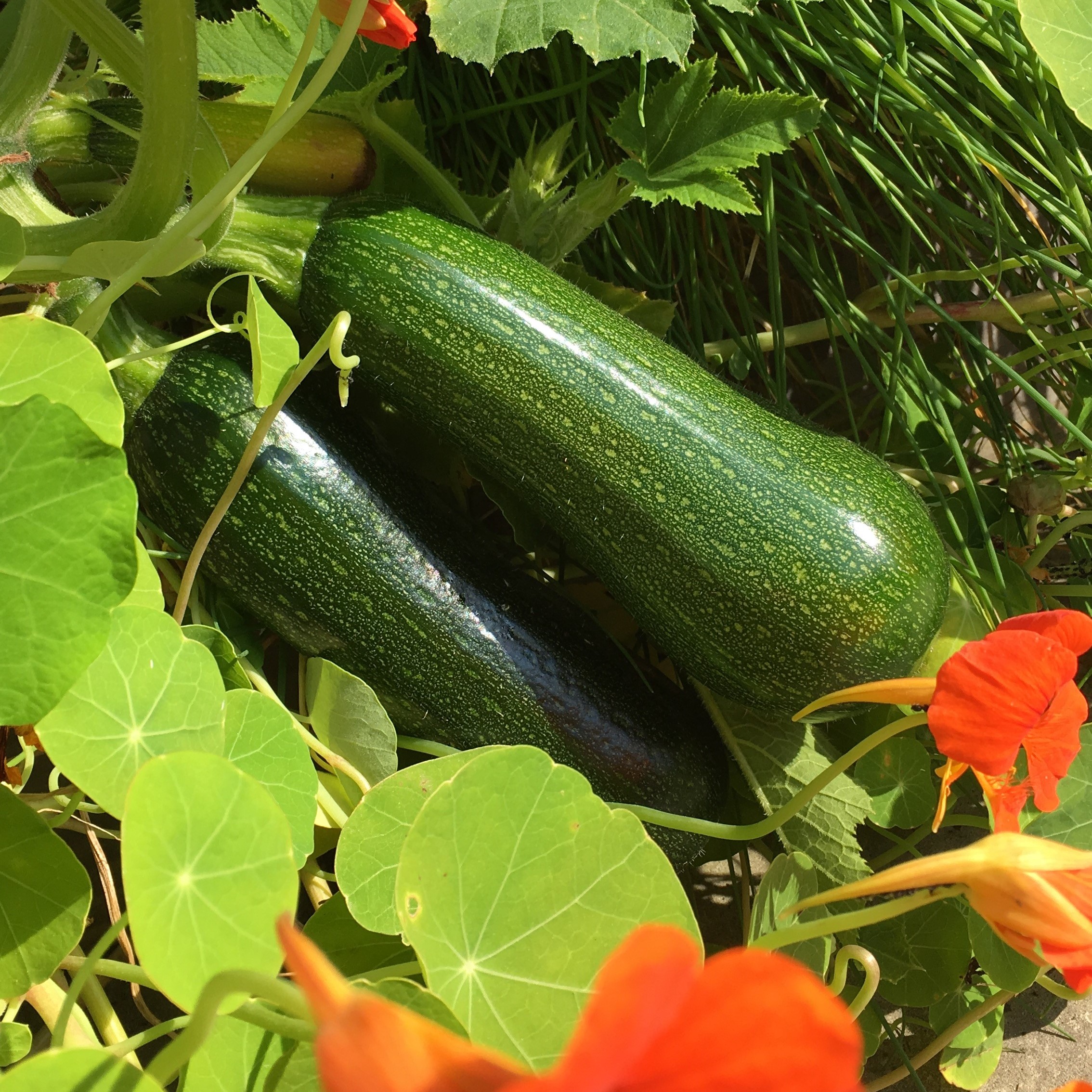Hochgenuss Kletterzucchini im Genialen Gemüsegarten der Geniale
