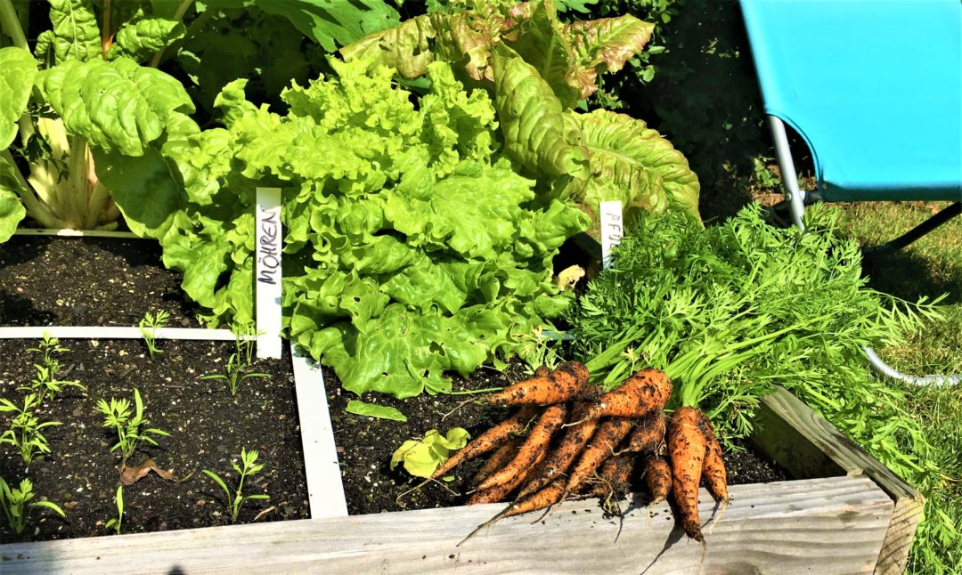 Wurzelgemüse ist sesshaft der Geniale Gemüsegarten