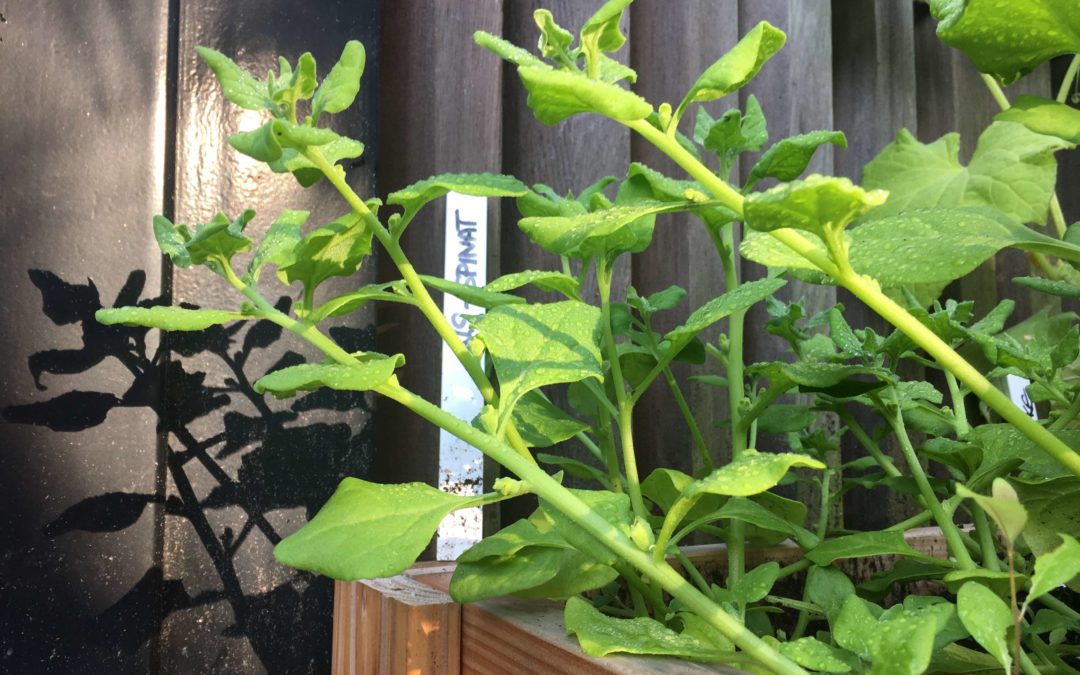 Neuseeländer Spinat: Enorm ertragreich und die Alternative für Spinat