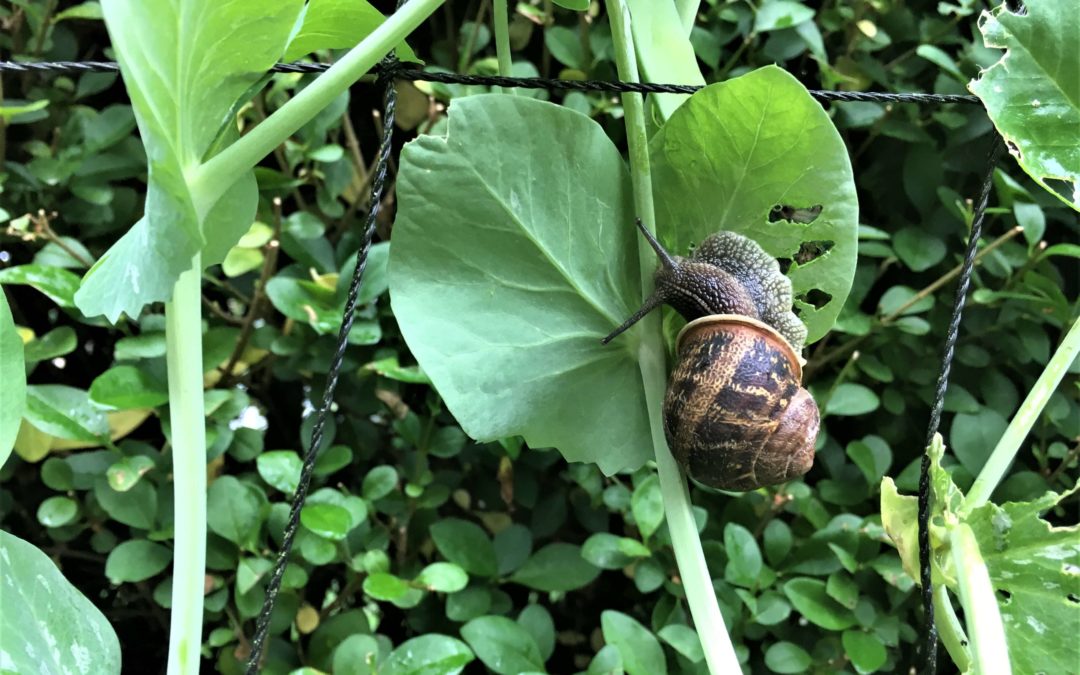 Schnecke Knackerbse