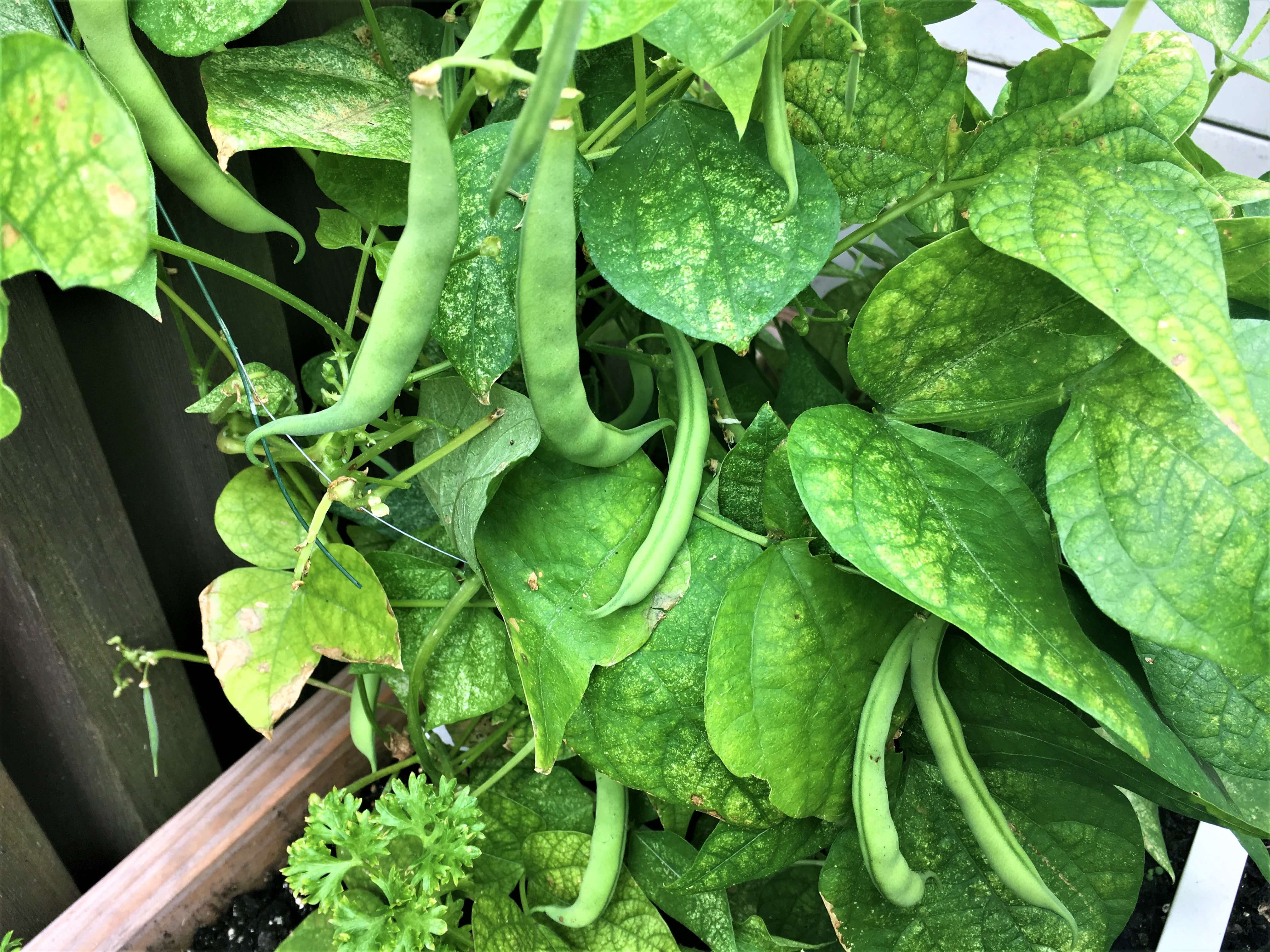 Der Mai Monat der Bohnen! der Geniale Gemüsegarten