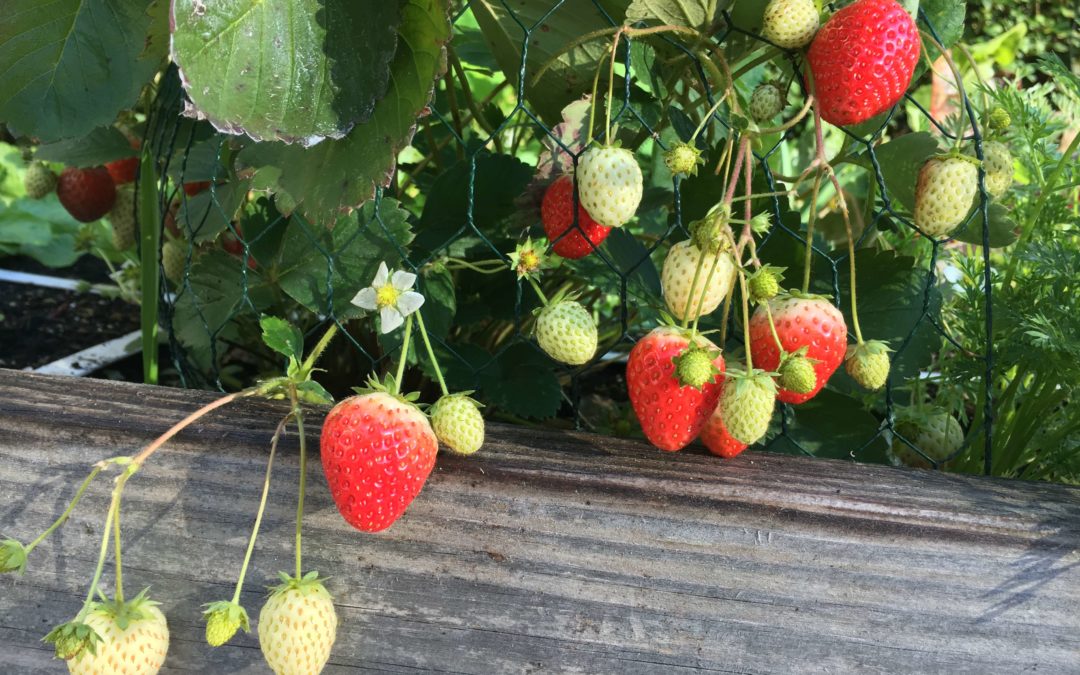 Oh wie verführerisch…Erdbeeren im Genialen Gemüsegarten