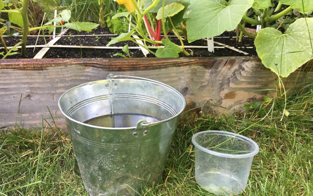 Richtig gießen im Genialen Gemüsegarten