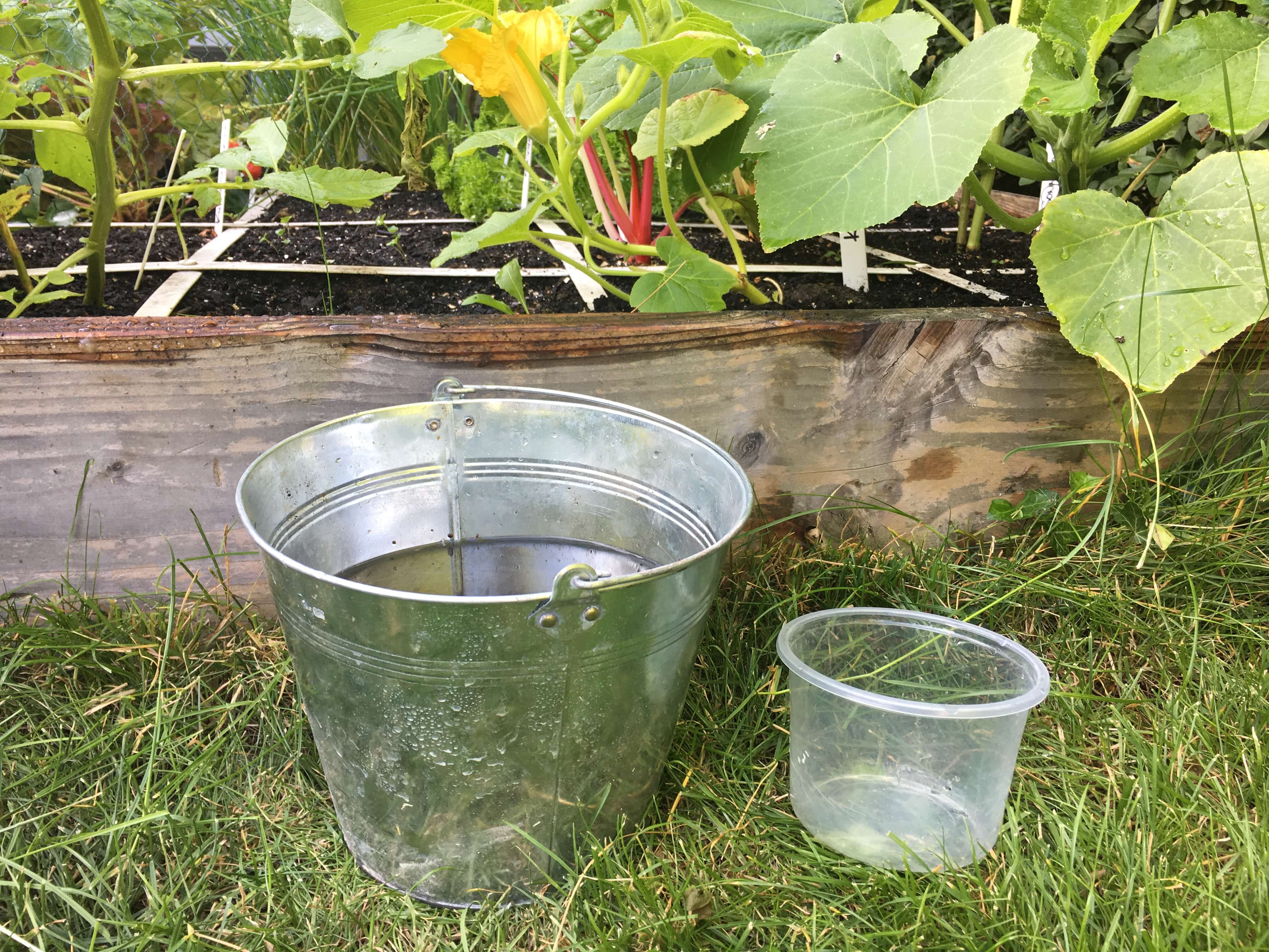blog der Geniale Gemüsegarten