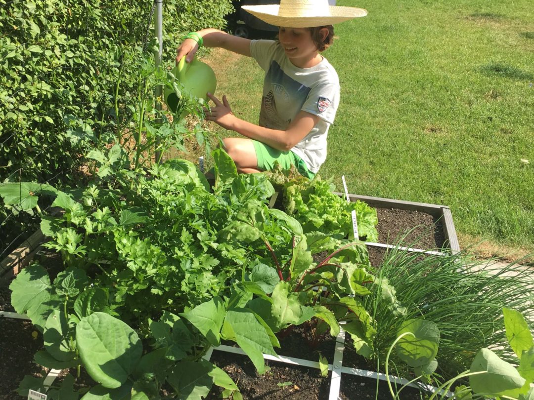 Richtig gießen im Genialen Gemüsegarten der Geniale Gemüsegarten