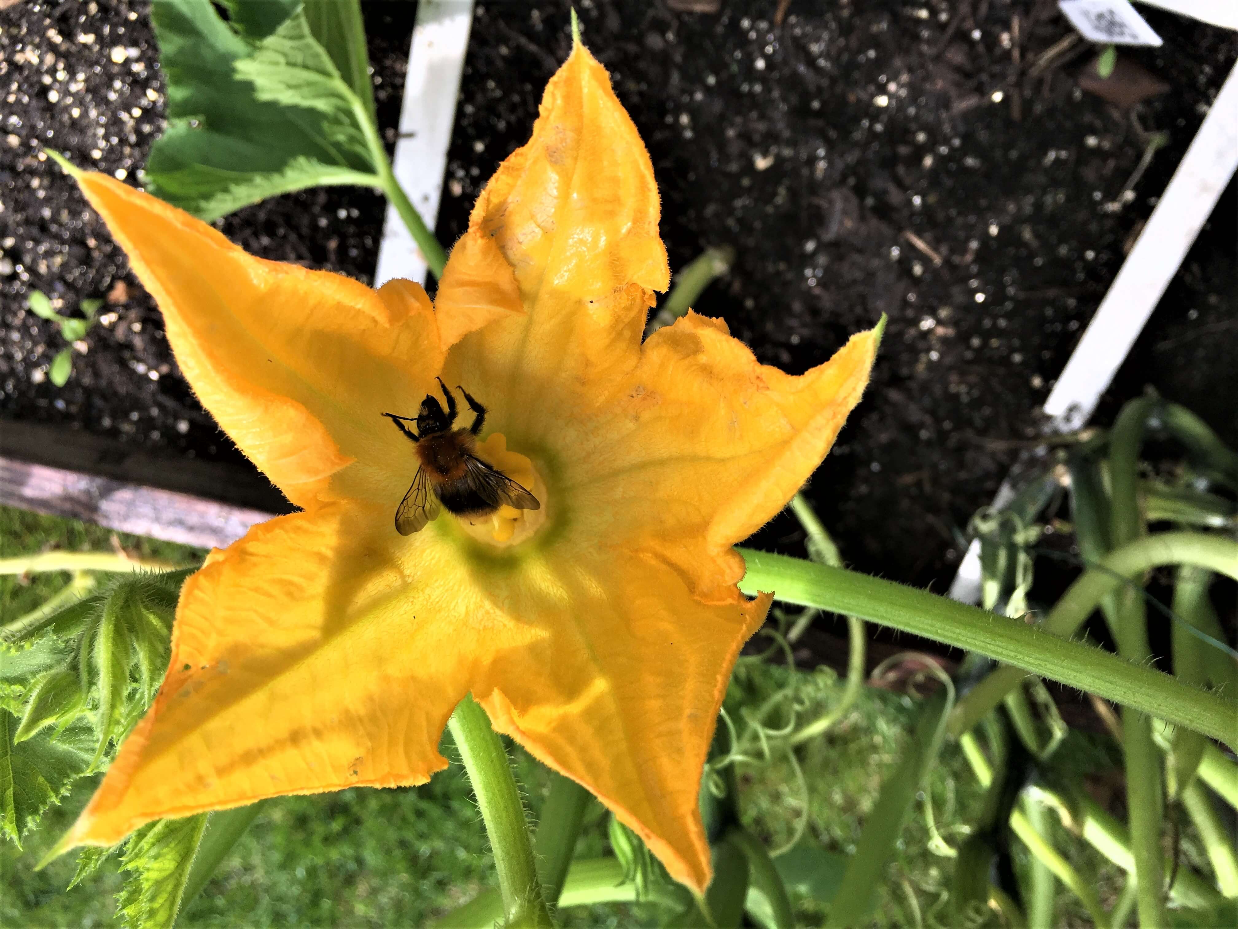 Summ, summ, summ, Bienchen summ herum der Geniale Gemüsegarten