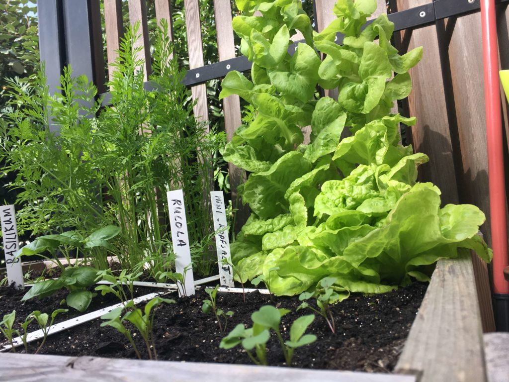 Ab in den Urlaub und zwar gut vorbereitet! der Geniale Gemüsegarten