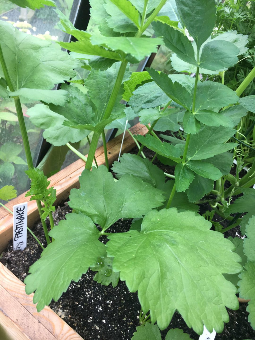 PastinakeMöhren Suppe mit Kokosmilch der Geniale Gemüsegarten