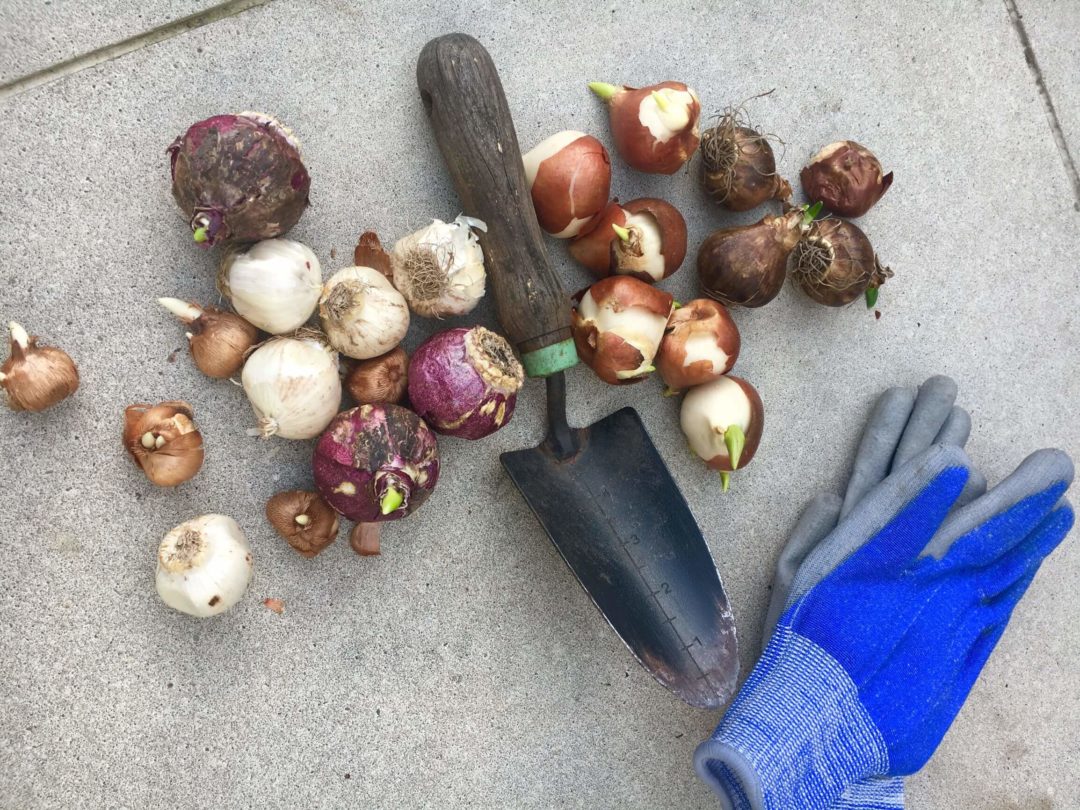 Herbstzeit ist natürlich auch Saat und Pflanzzeit! der Geniale